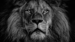 モノクロのライオンの正面写真