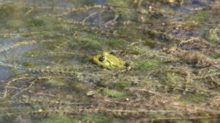 沼の中から顔を出すカエル